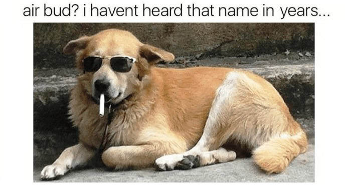 air bud dog meme