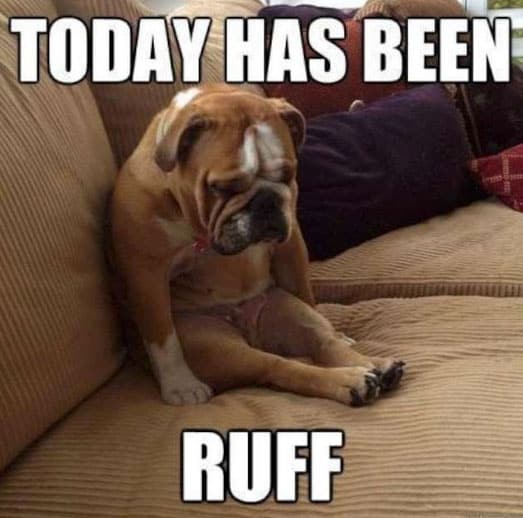 funny sitting dog meme
