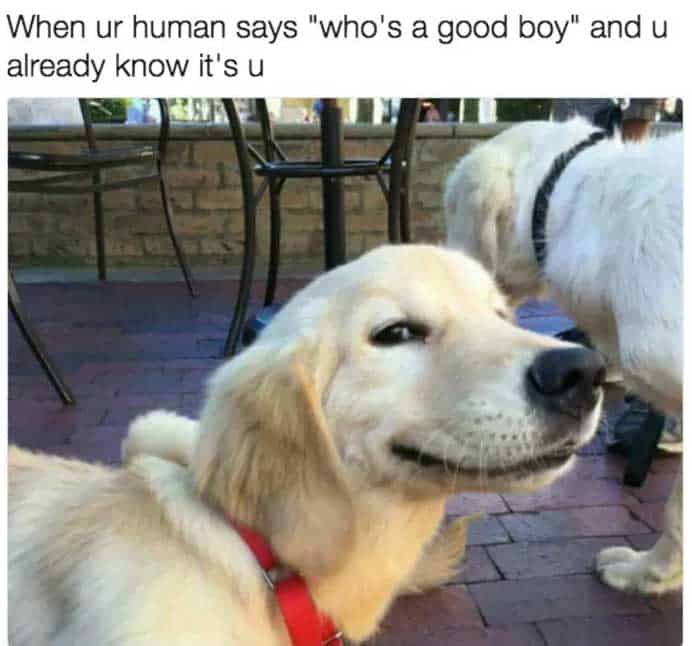 good boy dog meme