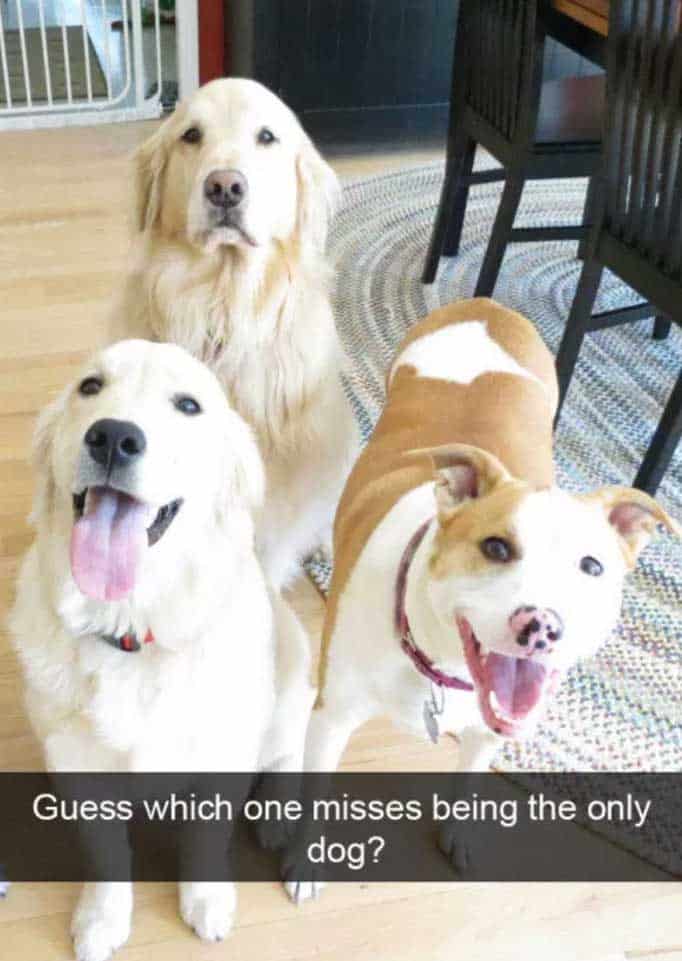 dog meme