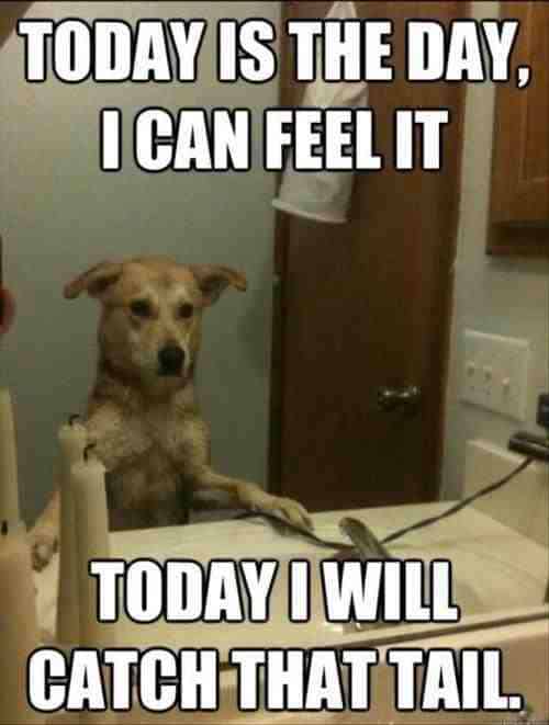 catch tail dog meme