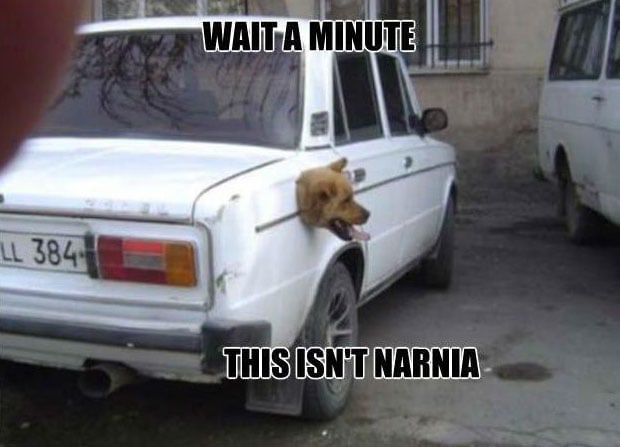 funny dog meme