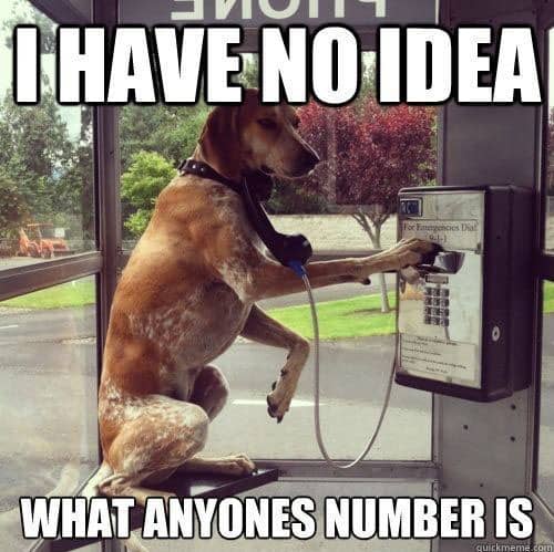 phone dog meme