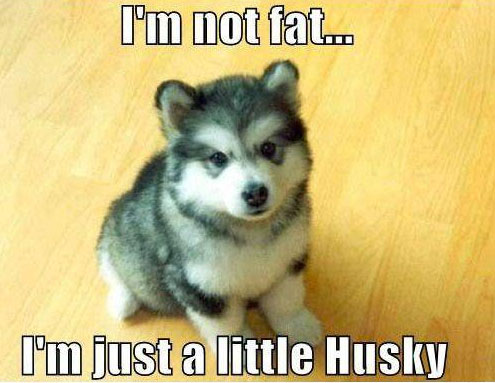 husky dog meme
