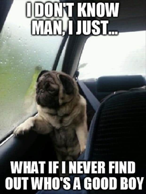 good boy dog meme