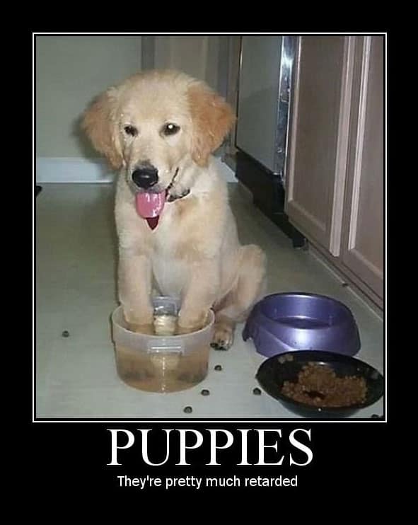 puppy water bowl dog meme