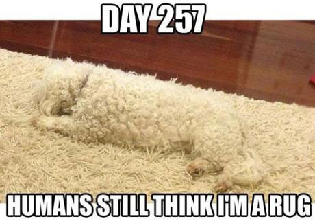 funny dog meme
