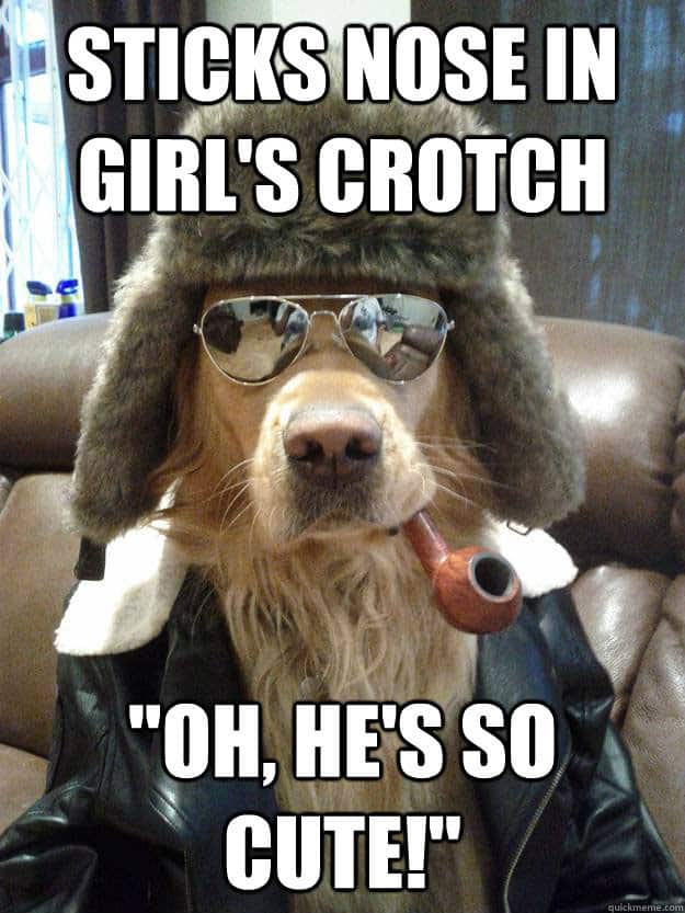 dog meme