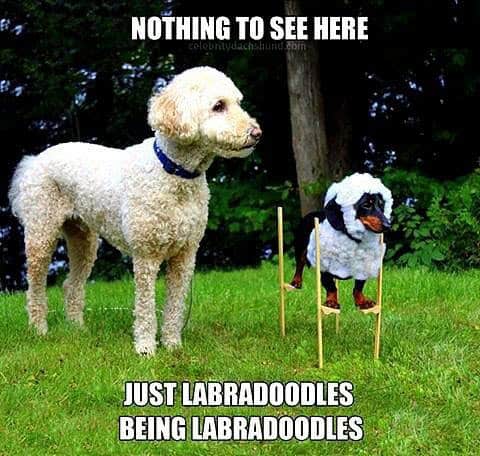 dog on stilts dog meme