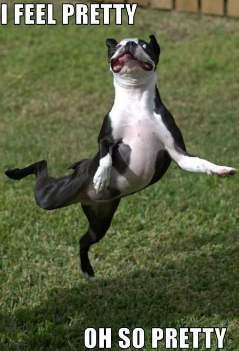 i feel pretty funny dog meme