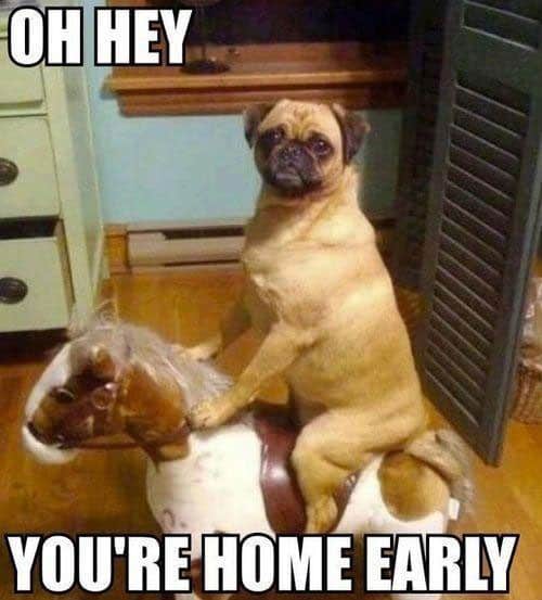 dog on toy pony dog meme