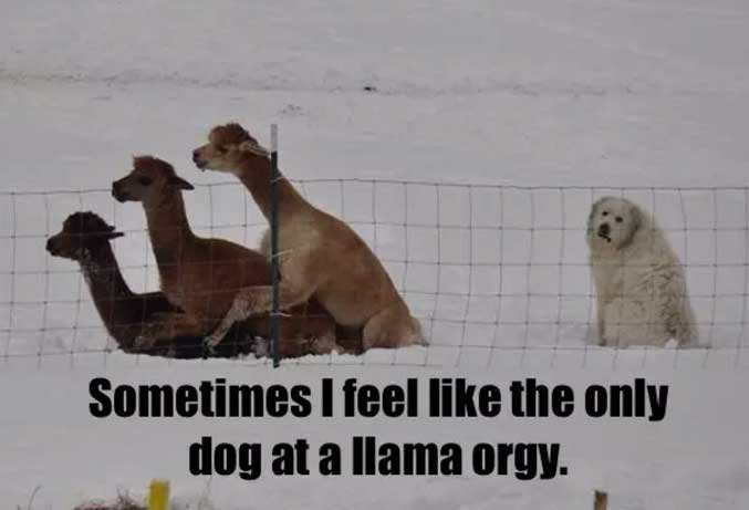 dog meme