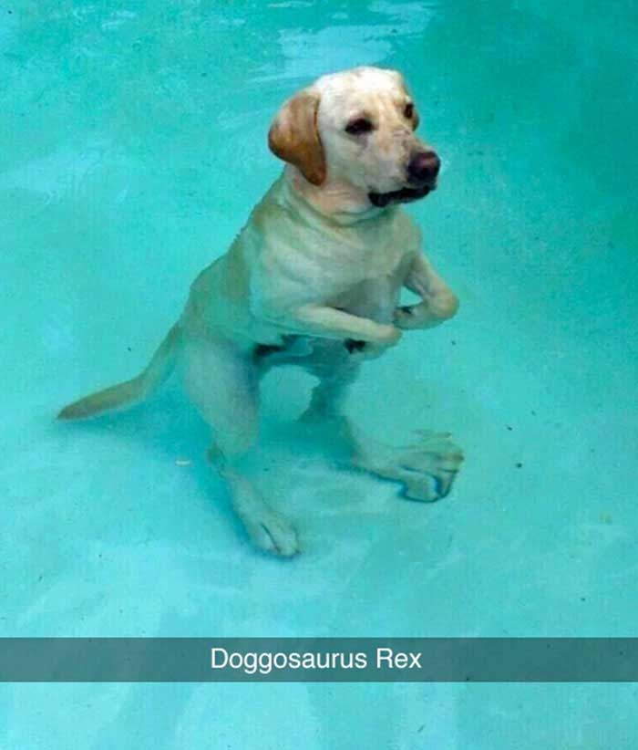 doggosaurus rex dog meme