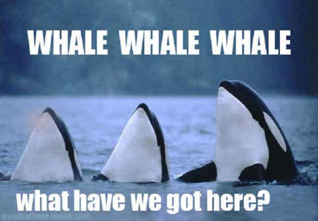 bad-puns