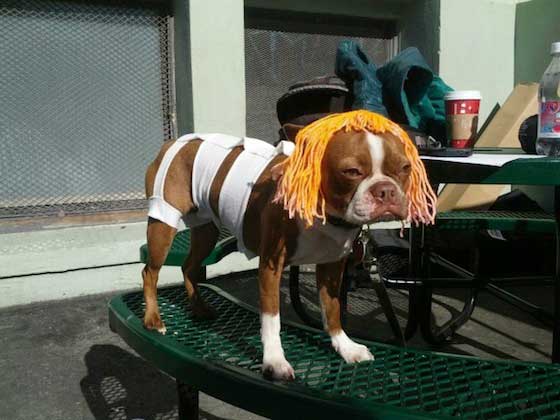 dog cosplay