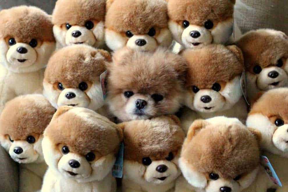 worlds-cutest-dog