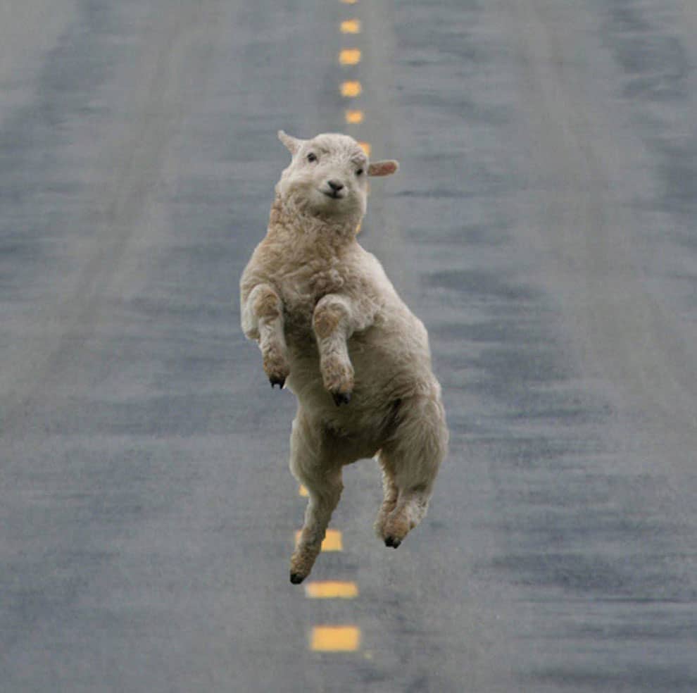 most-adorable-thing-ever