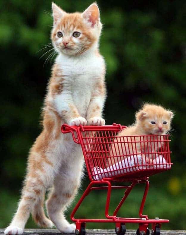adorable-ever