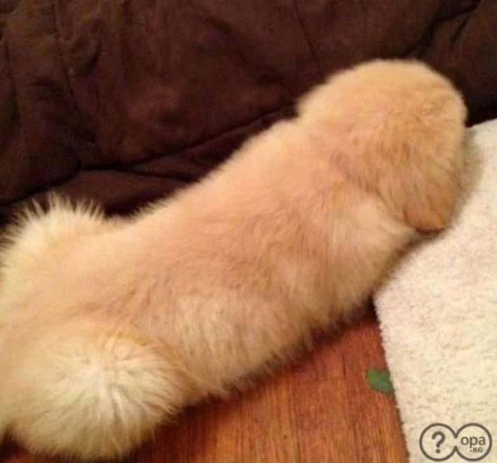 best-dog-photos-ever