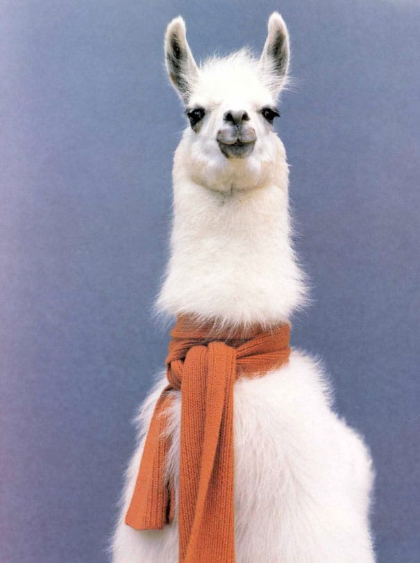 alpaca-funniest