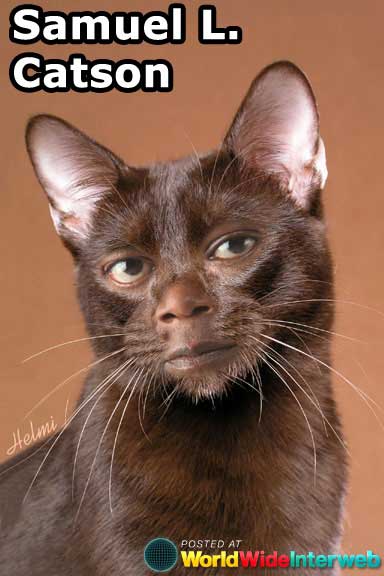 celebrities-as-cats