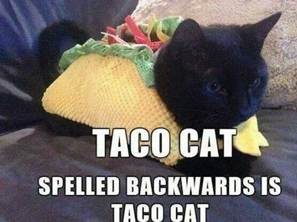 tacocat quote
