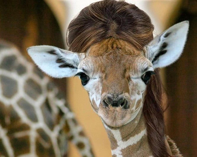 animals wearing wigs