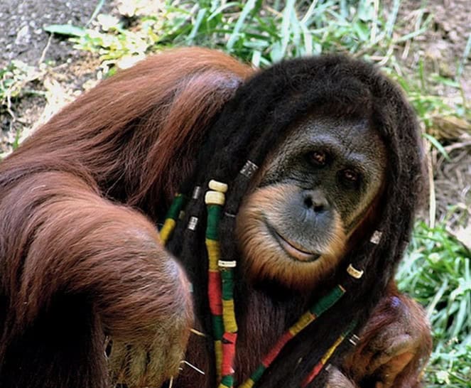 animals with human hair