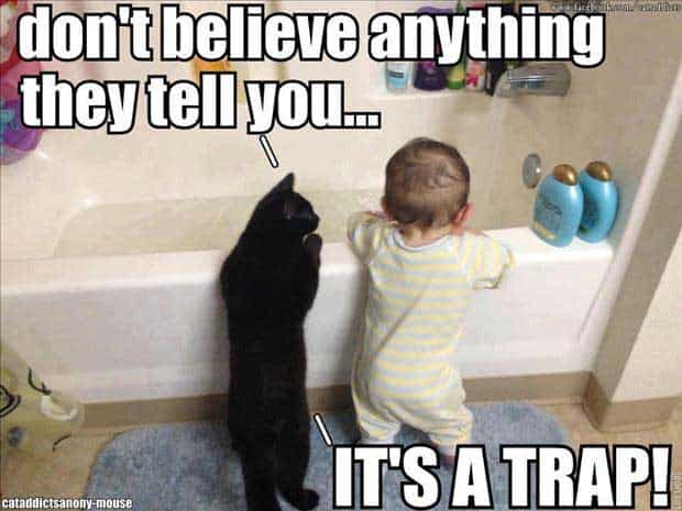 baby-cat-bath