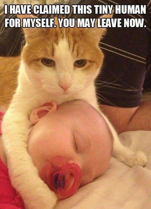 baby-cat-funny