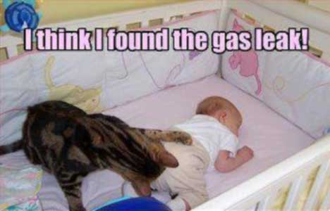 baby-cat-meme