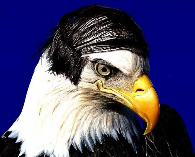 bald eagle combover