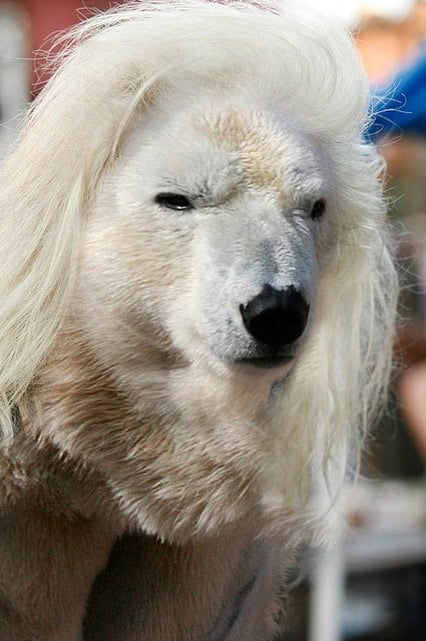bear human hair
