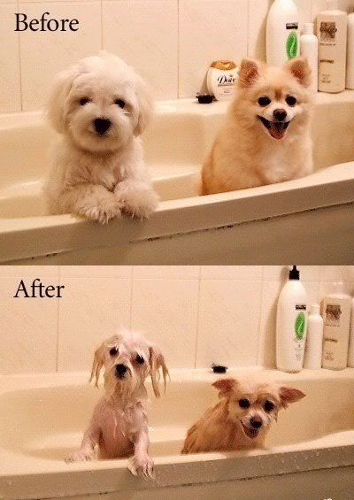 before-after-meme