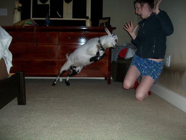 before-disaster-strikes-funny-goat
