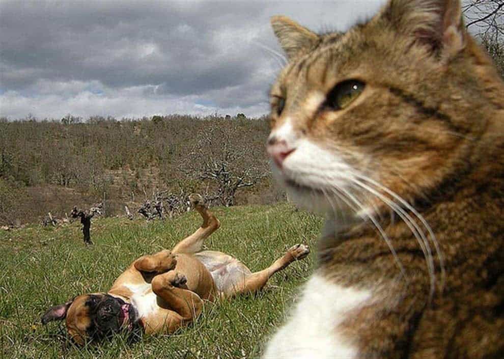 best-cat-dog
