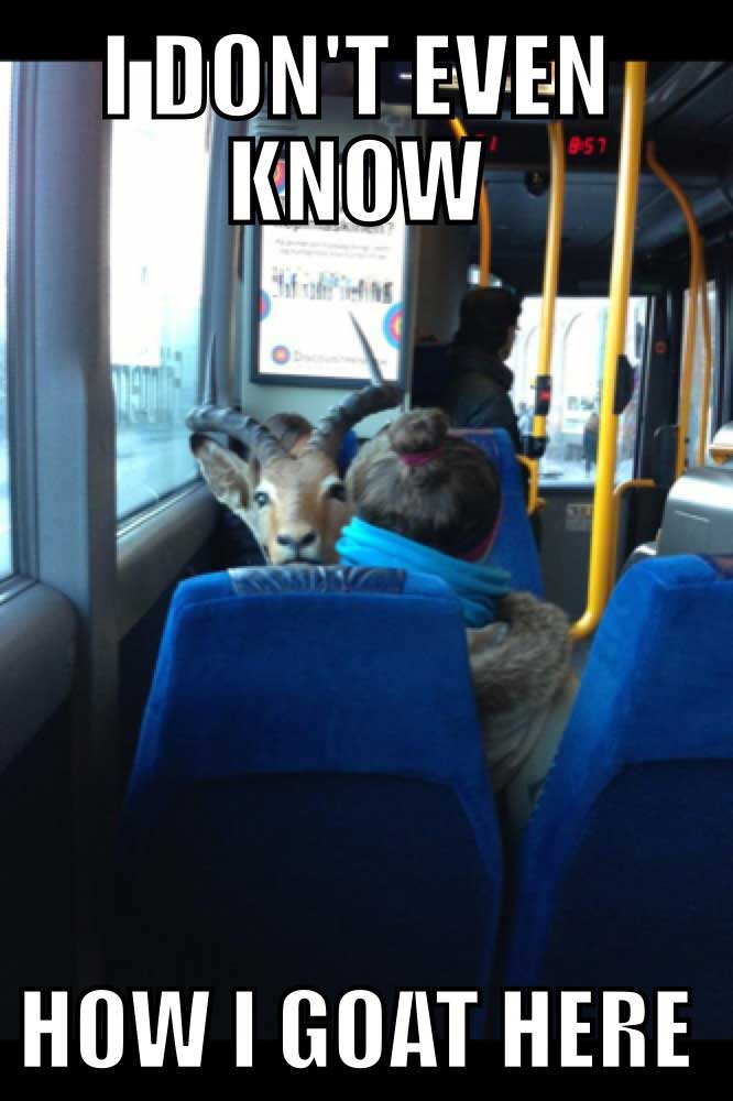 best-goat-memes