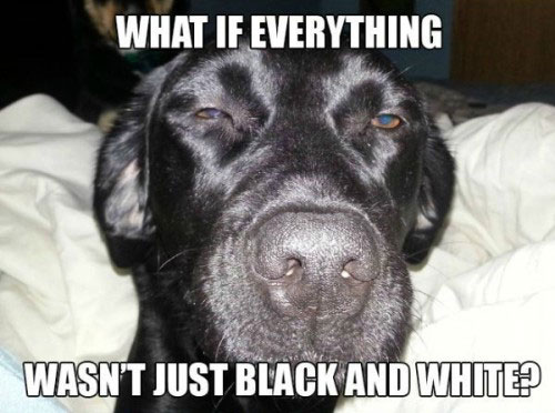 best-of-stoned-dog-meme