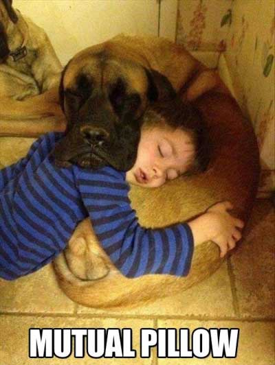 best-pillow-ever