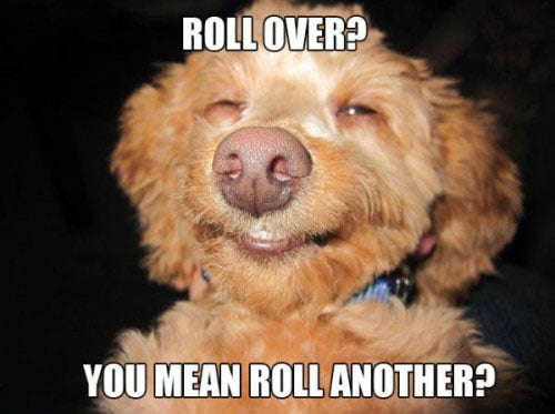 best-stoned-dog-memes