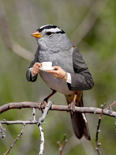 bird arms