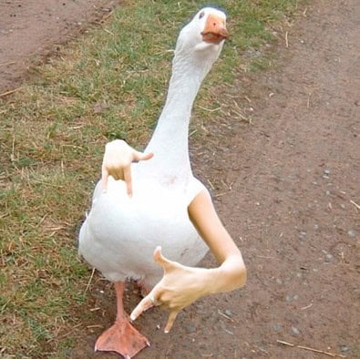 bird with arms