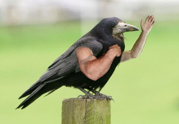 birds with arms