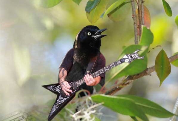 birds with arms 2013