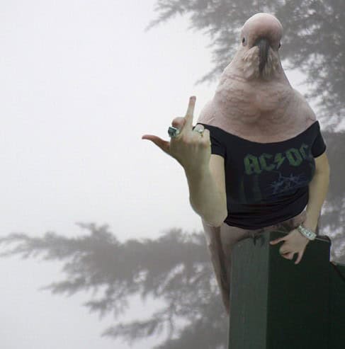 birds with arms best of