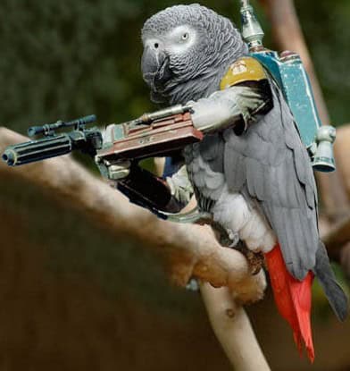 birds with arms boba fett