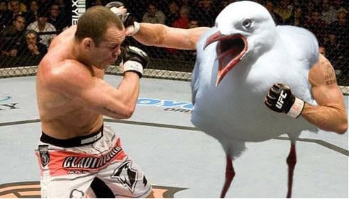 birds with arms fight