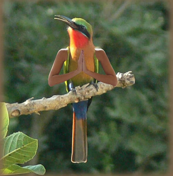 birds with arms funniest