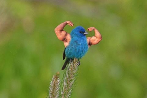 birds with arms funnty