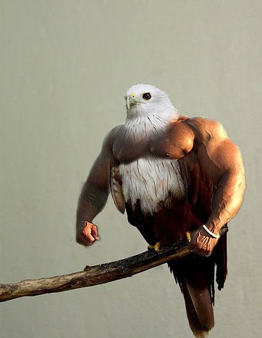 birds with arms gallery